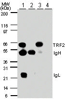 TRF2 antibody (pAb) - MyBio Ireland - Active Motif
