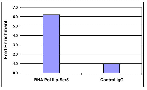 RNA pol II CTD phospho Ser5 antibody (pAb) - MyBio Ireland - Active Motif