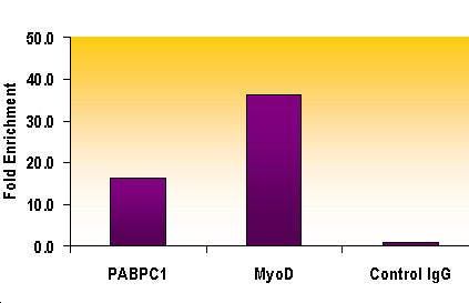 Histone H3K9me2 antibody (pAb), sample - MyBio Ireland - Active Motif