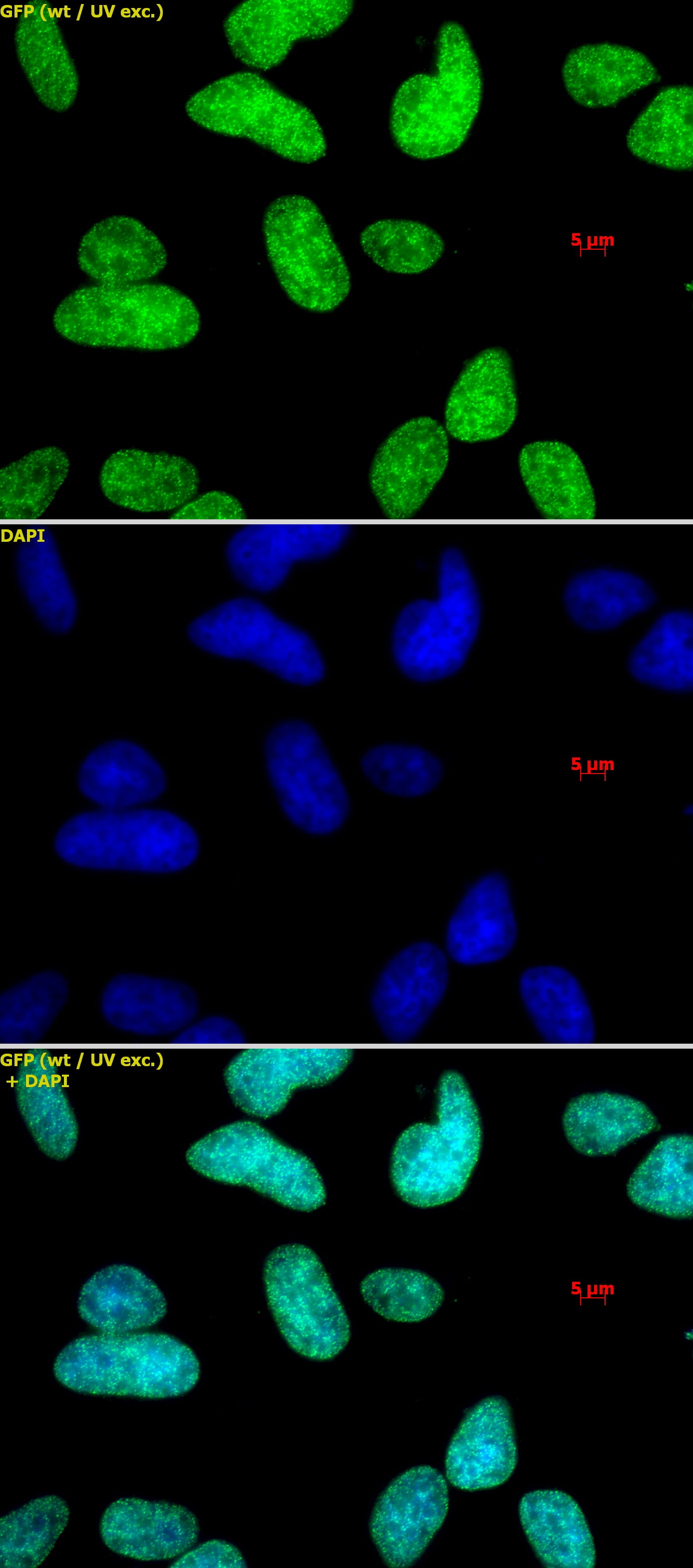 Histone H3K9me1me2me3 antibody (pAb) - MyBio Ireland - Active Motif