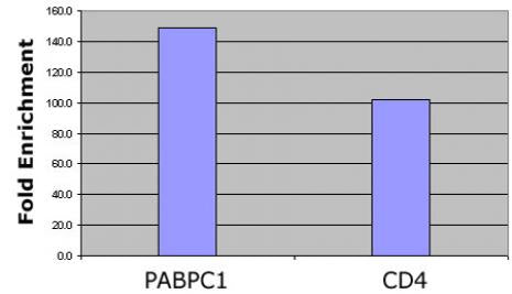 Histone H4ac (pan-acetyl) antibody (pAb), sample - MyBio Ireland - Active Motif
