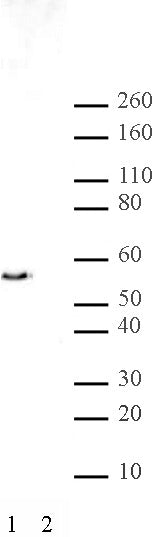 JMJD2D antibody (pAb), sample - MyBio Ireland - Active Motif