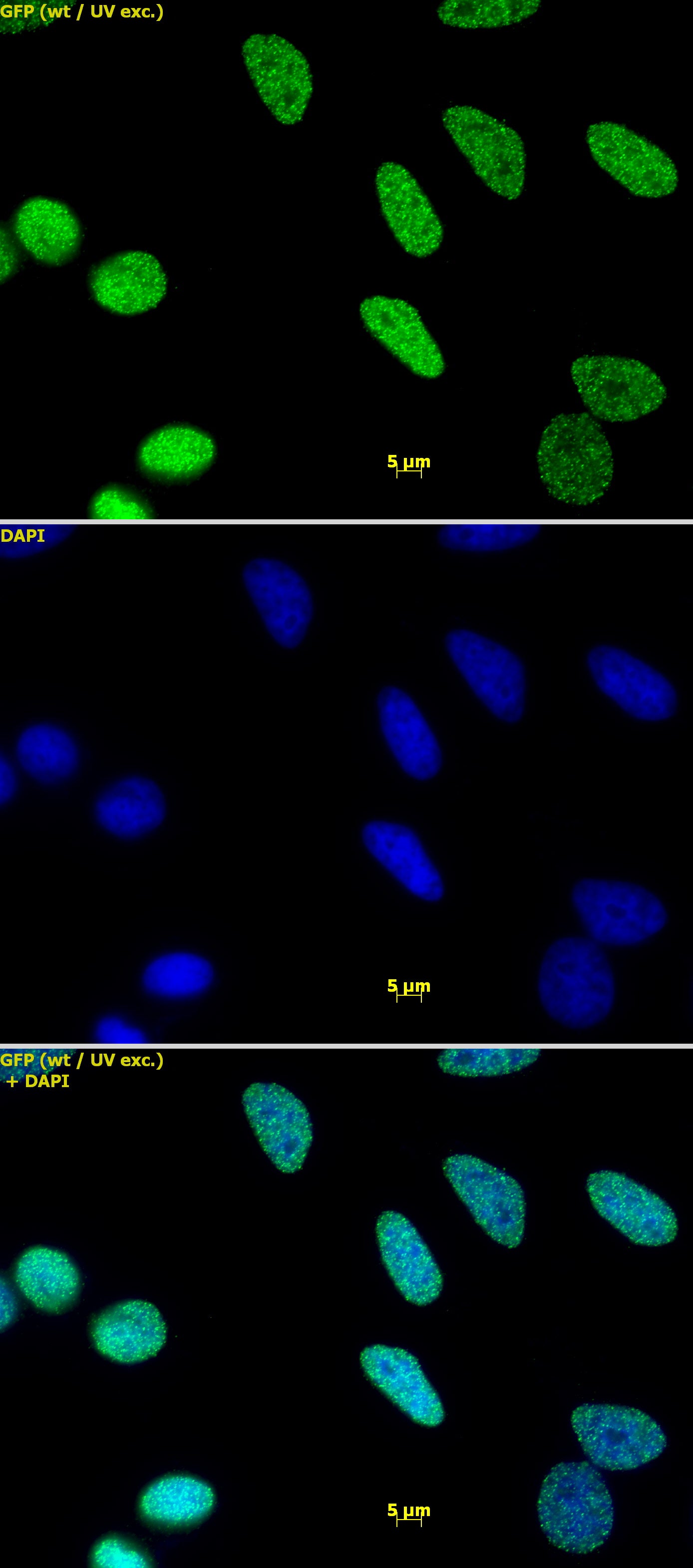Histone H3K9me1 antibody (pAb) - MyBio Ireland - Active Motif