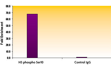 Histone H3S10ph antibody (pAb), sample - MyBio Ireland - Active Motif