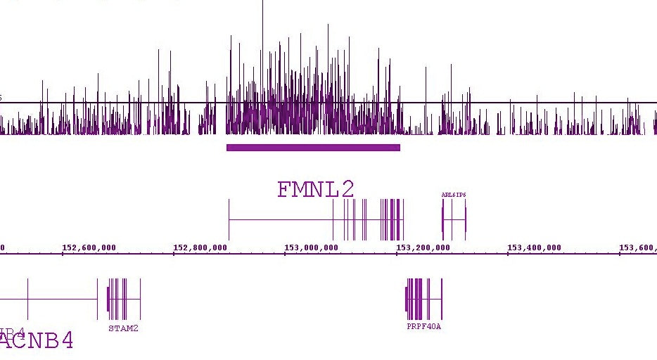 Histone H3K36me2 antibody (pAb) - MyBio Ireland - Active Motif
