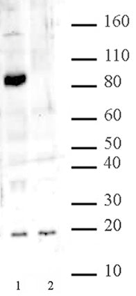 JARID1C / KDM5C antibody (pAb) - MyBio Ireland - Active Motif