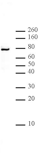 LAP2 alpha antibody (mAb) - MyBio Ireland - Active Motif