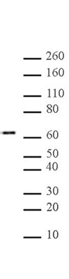 Myc-Tag antibody (mAb), sample - MyBio Ireland - Active Motif