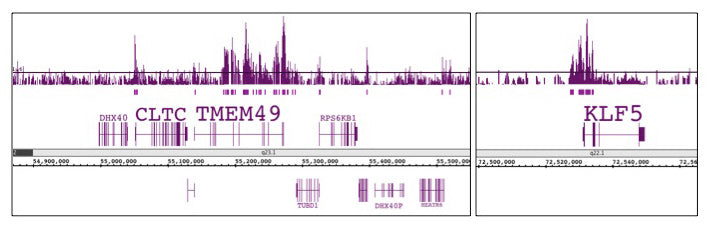Histone H3K56ac antibody (pAb), sample - MyBio Ireland - Active Motif