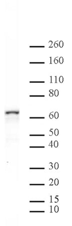 NFκB p65 antibody (pAb), sample - MyBio Ireland - Active Motif