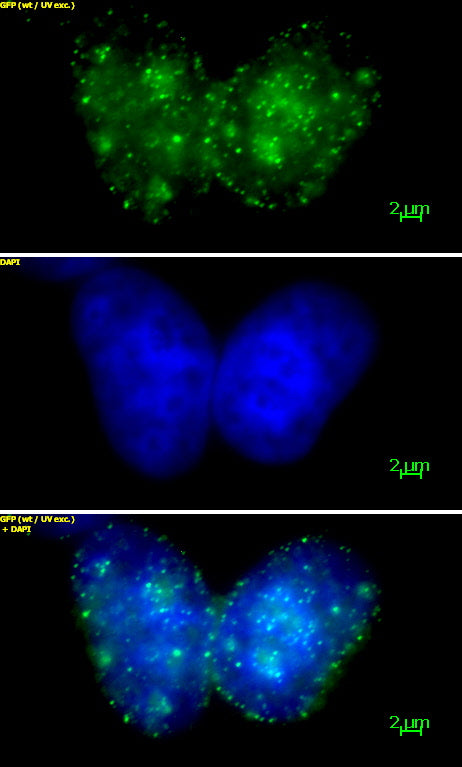 Histone H3K9me3 antibody (mAb) - MyBio Ireland - Active Motif