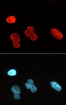 Lamin A/C antibody (mAb), sample - MyBio Ireland - Active Motif
