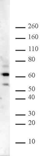 Ikaros antibody (pAb) - MyBio Ireland - Active Motif