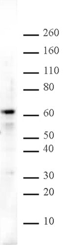 Aiolos antibody (pAb) - MyBio Ireland - Active Motif