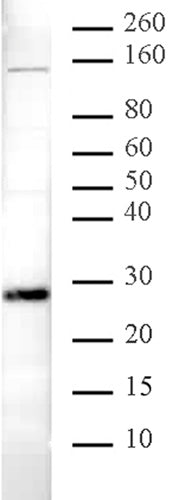 HP1α antibody (pAb), sample - MyBio Ireland - Active Motif