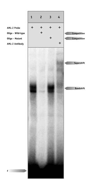AML-2/Runx3 antibody (pAb) - MyBio Ireland - Active Motif
