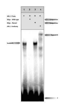 AML-3/Runx2 antibody (pAb) - MyBio Ireland - Active Motif