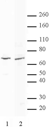 MTA2 antibody (pAb), sample - MyBio Ireland - Active Motif
