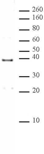 MRG15 antibody (pAb) - MyBio Ireland - Active Motif