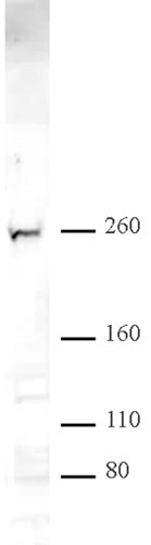 CHD2 antibody (pAb) - MyBio Ireland - Active Motif