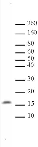 Histone H3K122me1 antibody (pAb), sample - MyBio Ireland - Active Motif