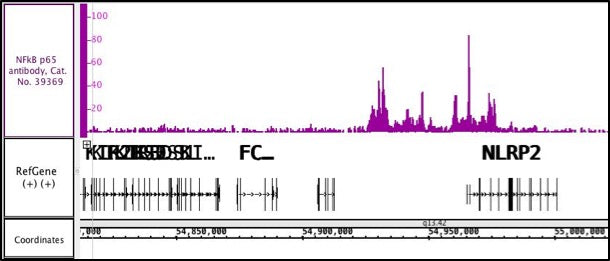 NFκB p65 antibody (pAb), sample - MyBio Ireland - Active Motif