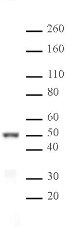 IRF-3 antibody (pAb), sample - MyBio Ireland - Active Motif