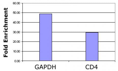 Histone H3K36ac antibody (pAb) - MyBio Ireland - Active Motif