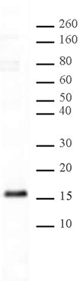 Histone H3K23me1 antibody (pAb) - MyBio Ireland - Active Motif