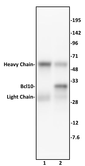 Bcl10 antibody (mAb), sample - MyBio Ireland - Active Motif