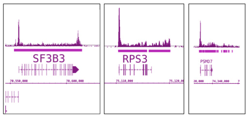 RNA pol II antibody (mAb) - MyBio Ireland - Active Motif