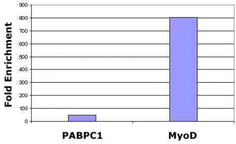 Histone H3K27me2me3 antibody (mAb), sample - MyBio Ireland - Active Motif