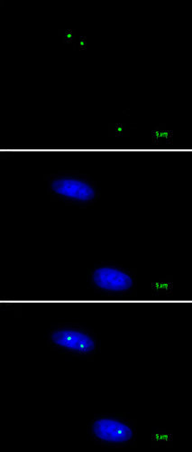 Nucleolin antibody (mAb) - MyBio Ireland - Active Motif