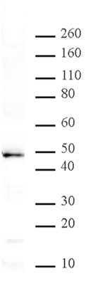 MBD2 antibody (pAb), sample - MyBio Ireland - Active Motif