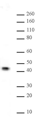 JunB antibody (pAb) - MyBio Ireland - Active Motif