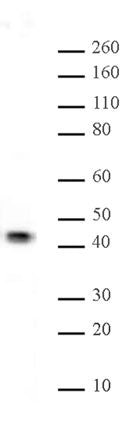 JunB antibody (pAb), sample - MyBio Ireland - Active Motif