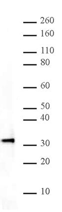 HMG-1 antibody (pAb) - MyBio Ireland - Active Motif