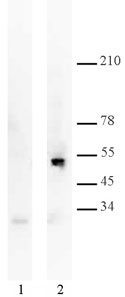 p53 antibody (mAb) - MyBio Ireland - Active Motif