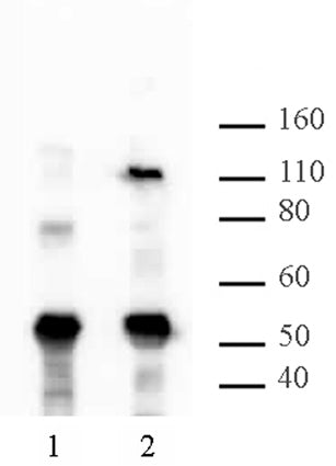 HIRA antibody (mAb), sample - MyBio Ireland - Active Motif