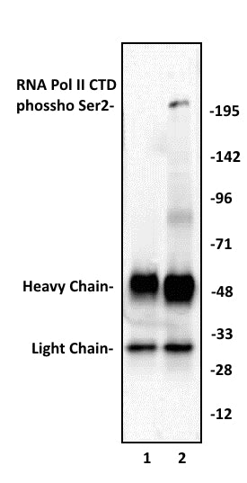 RNA pol II CTD phospho Ser2 antibody (pAb) - MyBio Ireland - Active Motif