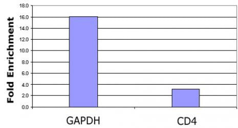 Histone H3K79ac antibody (pAb) - MyBio Ireland - Active Motif