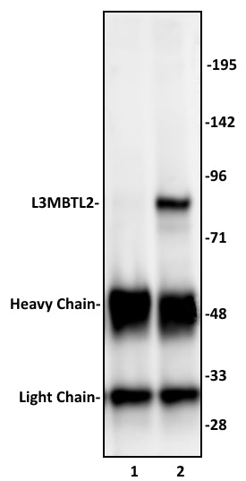 L3MBTL2 antibody (pAb), sample - MyBio Ireland - Active Motif