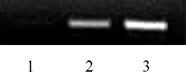 Histone H2BK46ac antibody (pAb), sample - MyBio Ireland - Active Motif