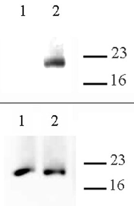 Histone H3.cs1 antibody (pAb), sample - MyBio Ireland - Active Motif