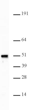 Nap1 antibody (pAb) - MyBio Ireland - Active Motif