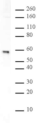 Rsf1 antibody (pAb) - MyBio Ireland - Active Motif