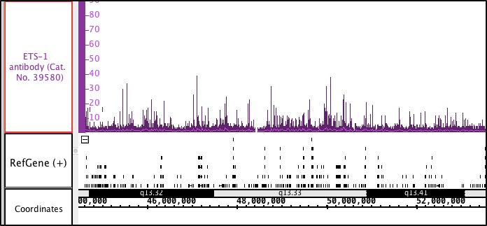 Ets-1 antibody (pAb) - MyBio Ireland - Active Motif