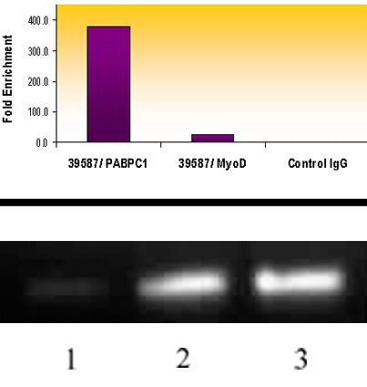Histone H3K18ac antibody (pAb) - MyBio Ireland - Active Motif