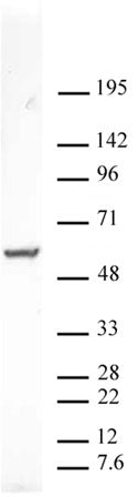 PXR antibody (pAb) - MyBio Ireland - Active Motif