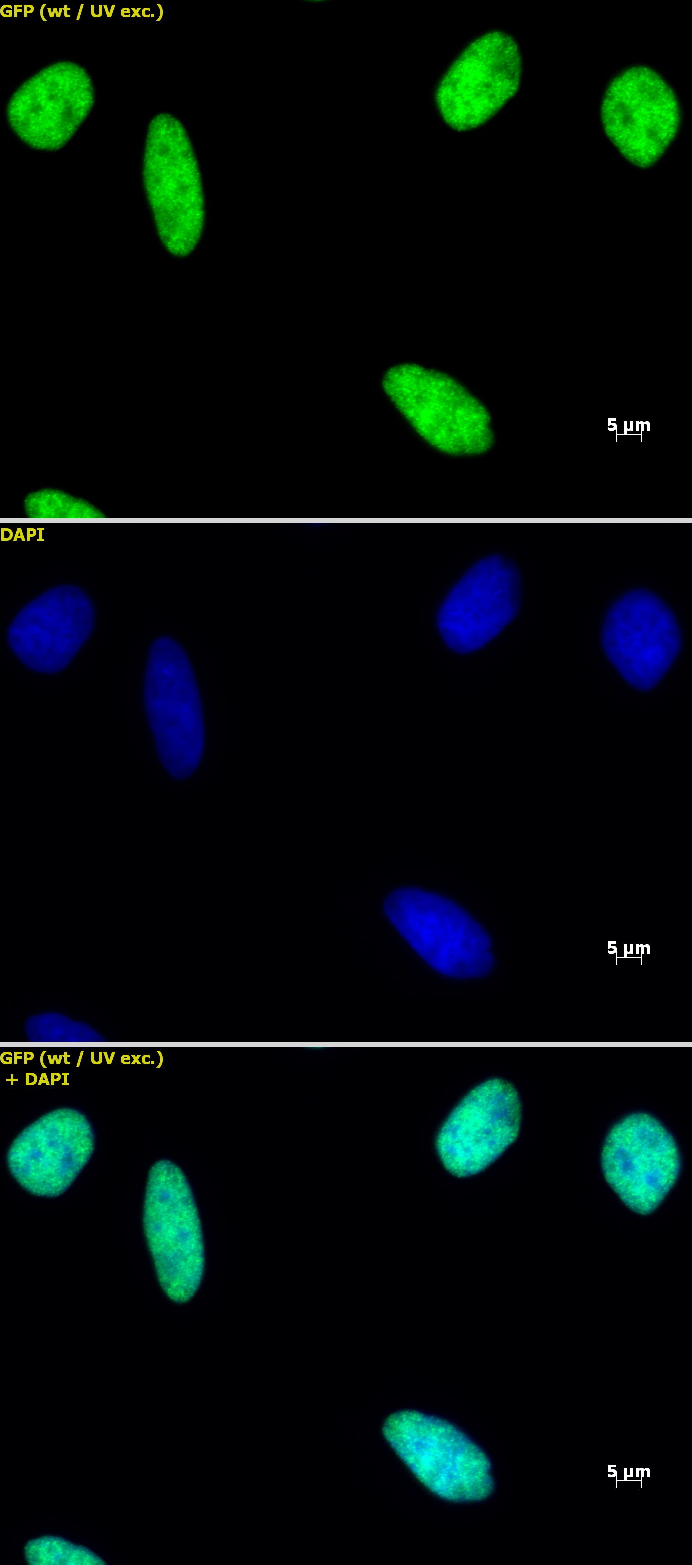 Histone macroH2A1 antibody (pAb) - MyBio Ireland - Active Motif